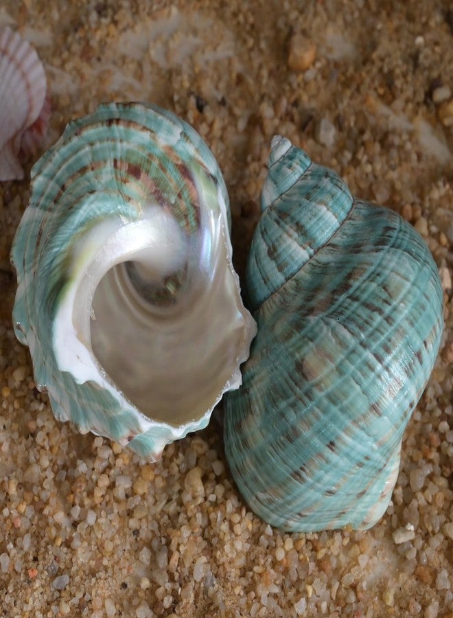 iao.v.p 2pcs XXL Hermit Crab Shells, Natural Sea Conch, Green, Polished, Coastal, Tabletop Ornaments, Holds Up to 1.9-2.2" Hermit Crab, 3.5-3.9" Length - Image 4